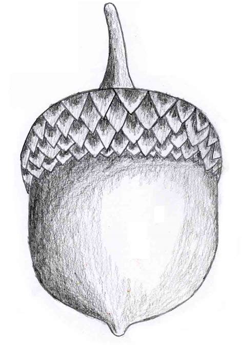How to Draw an Acorn | Acorn Coloring Page
