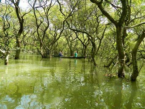 Bangladesh’s Ratargul Swamp Forest Poisoned in Act of Environmental Sabotage - Waterkeeper