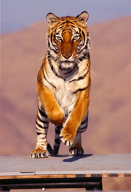 Bengal Tiger Leaping