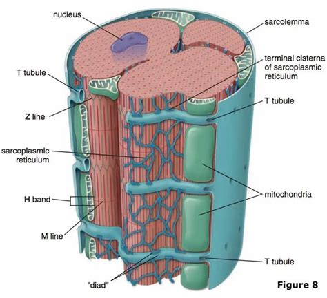 Cardiomyocytes (Cardiac Muscle Cells) - Structure, Function, Cell ...