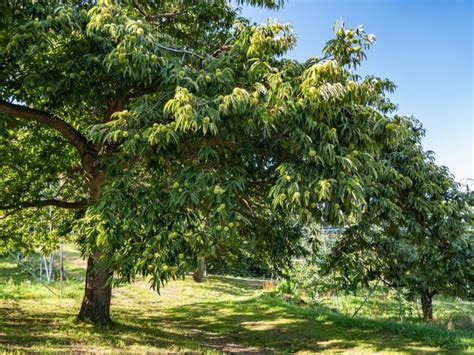 Treating A Sick Chestnut - How To Recognize Common Diseases Of Chestnut ...