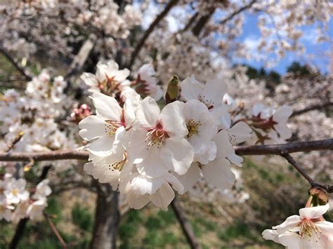 Cherry Blossom Flower Sakura · Free photo on Pixabay