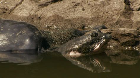 The Loneliest Animals | WETA