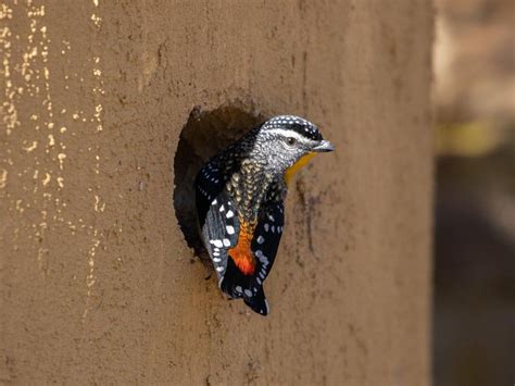 Spotted pardalote digging a tunnel nest in a concrete planter, Australian National Botanic ...