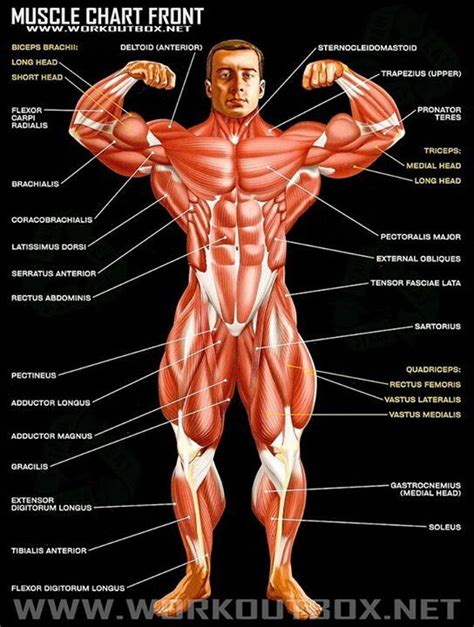 Muscle chart front view | Muscle anatomy, Body muscles names, Muscle names