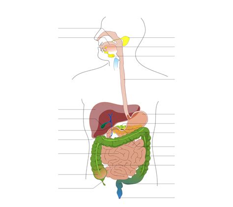 File:Digestive system diagram no labels arrows.svg - Wikimedia Commons
