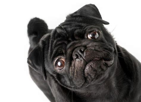 Pug negro: la variedad más rara de Pug | PERROSRAZAPEQUEÑA