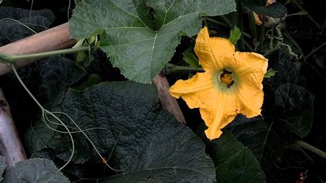 My Pumpkin Plant Has No Female Flowers | Best Flower Site