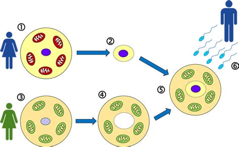 Mitochondrial replacement therapy ('three-parent baby') Eggs are... | Download Scientific Diagram