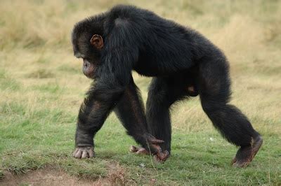 Eine Kleine Nattermusing: Evolution of Bipedalism