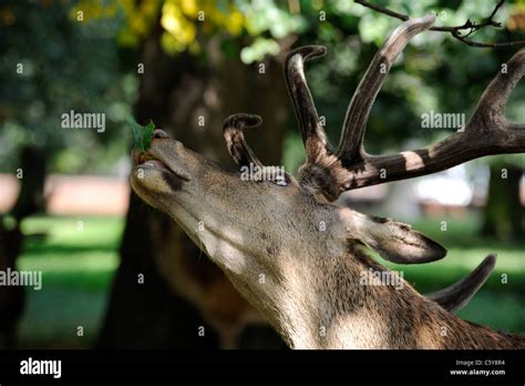 red deer eating a leaf from a tree wollaton park nottingham england uk Stock Photo - Alamy