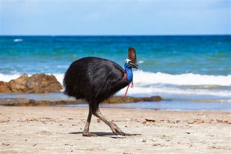 Cassowary