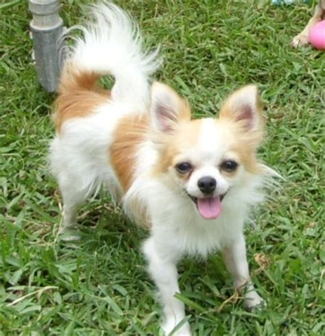 Chion (Papillon Chihuahua Mix) Info, Temperament, Puppies, Pictures