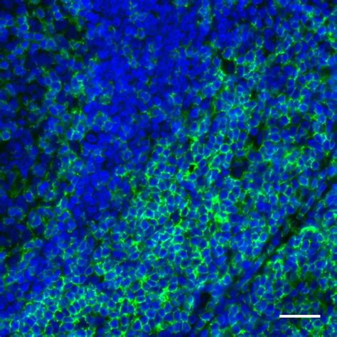 CD4 Antibody, anti-human, REAfinity™ | Miltenyi Biotec | USA