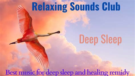 Meditation Music | Birds Sound | Piano Sound | Relaxing Sounds Club - YouTube