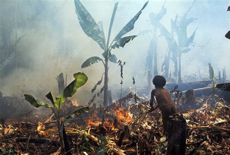 Slash-and-Burn Agriculture - Stock Image E760/0290 - Science Photo Library