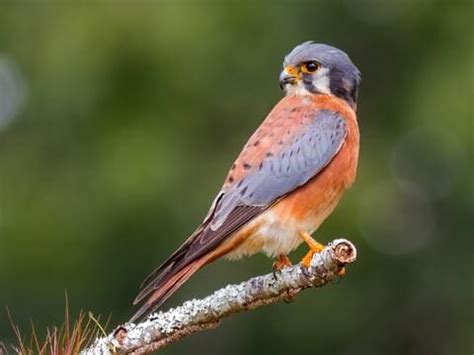 American Kestrel | Celebrate Urban Birds