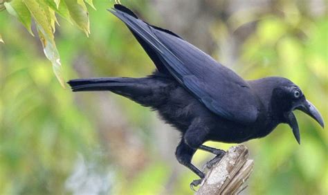 Angry Birds: Crow attack season underway in Western Washington