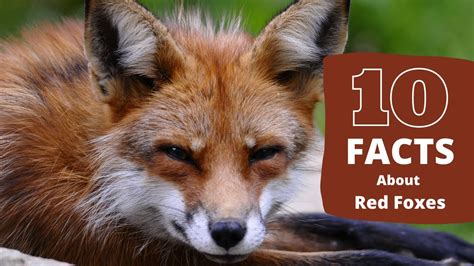 Fox Facts | 10 Awesome Facts About Red Foxes - YouTube