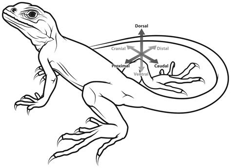 Evolution of the patellar sesamoid bone in mammals [PeerJ]