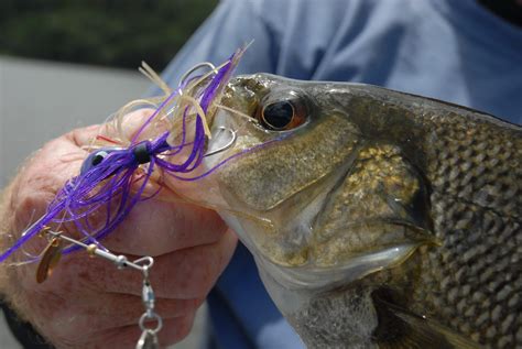 The lure of bass - Fishing World Australia