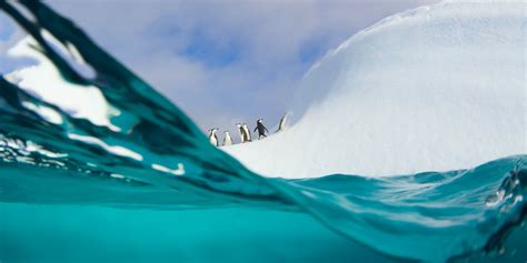 Ross Sea: News Of World's Largest Marine Park In Antarctica Prompts Mixed Reaction | HuffPost UK