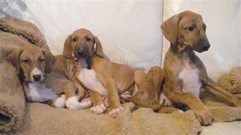 Azawakh Puppies Behavior And Characteristics In Different Months Until One Year