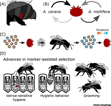 Varroa destructor: A Complex Parasite, Crippling Honey Bees Worldwide ...