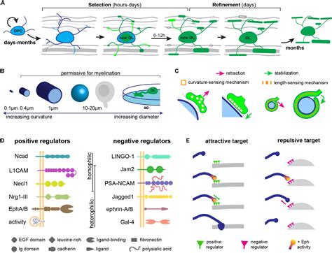 Frontiers | The Rules of Attraction in Central Nervous System Myelination