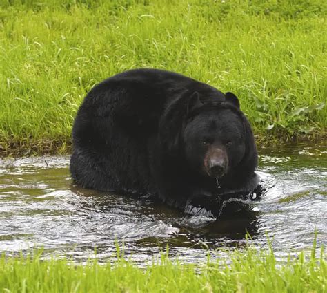 Bears in Florida - Krebs Creek