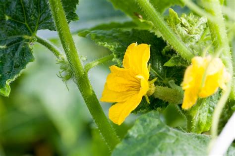 Premium Photo | Yellow flower cucumber on agricultural field