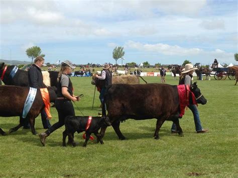 Lowlines on parade at Canterbury A&P Show, NZ - Australian Lowline Cattle Association