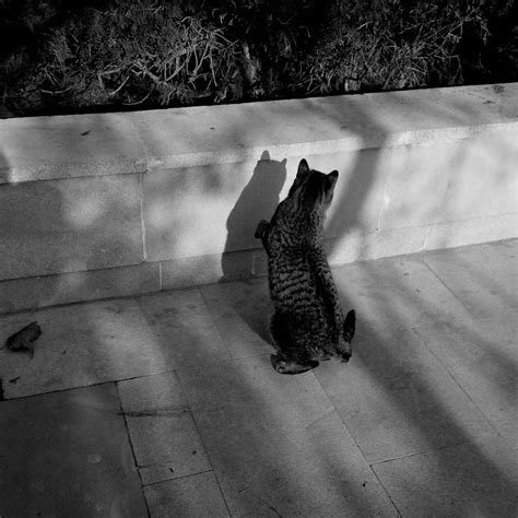 Grayscale Photo of a Cat · Free Stock Photo