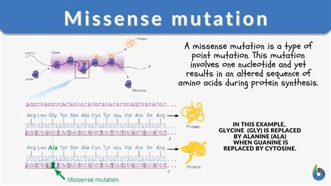 Missense mutation Definition and Examples - Biology Online Dictionary