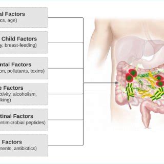 -Factors influencing the intestinal microbiota. Adapted from Clarke et ...