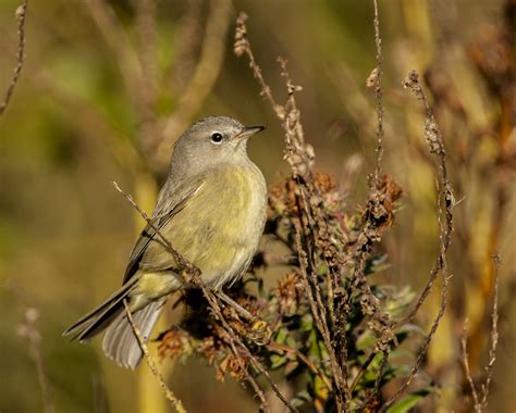 Orange-crowned Warbler - Owen Deutsch Photography