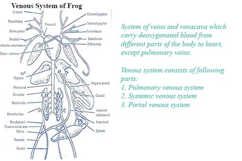 Venous System of Frog