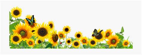 Download High Quality sunflower clip art border Transparent PNG Images ...