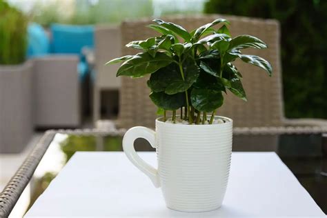 For people who want to know about and grow a Coffee Plant indoors | A Natural Curiosity