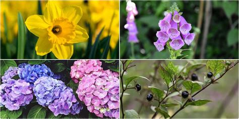 13 common British plants that are harmful or helpful - Dangerous British plants