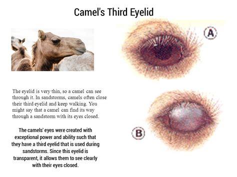 Camel's Third Eyelid