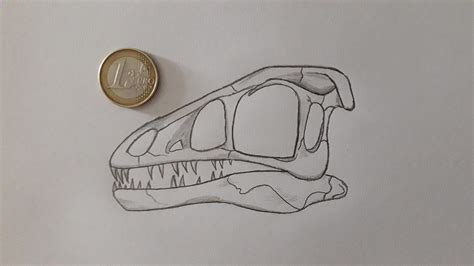 A life size Compsognathus skull in comparison with a 1€ coin. : r/Dinosaurs