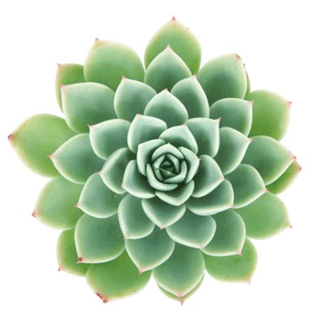 Echeveria ‘Blue Atoll’ (Bare Rooted) – PetalCrafts