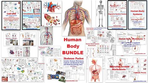 Human Body Worksheets: Cells, Tissues, Organs, and the Human Body Systems - Homeschool Den