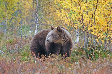 Bear Photography in Finland