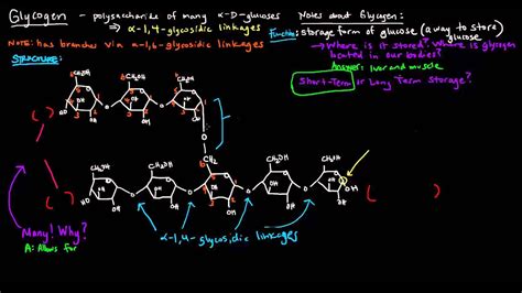 Glycogen (Part 1 of 4) - Structure and Function - YouTube