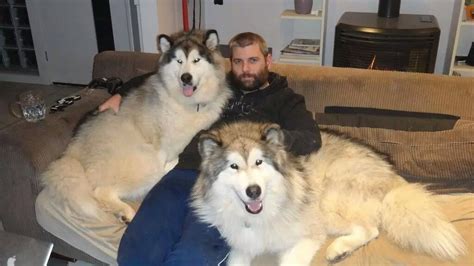 Pin by kane warii on house | Malamute dog, Big dogs, Dogs