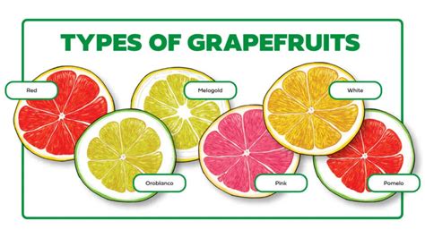 Types of Grapefruits: A Guide | The Table by Harry & David