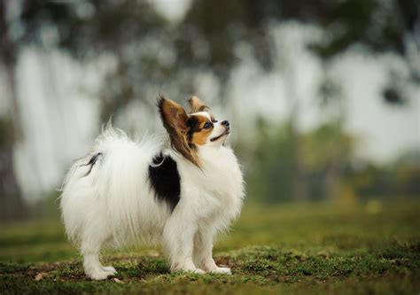 Papillon: Full Profile, History, and Care