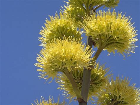 Agave parryi subsp. parryi - Parrys Agave - Quinta dos Ouriques